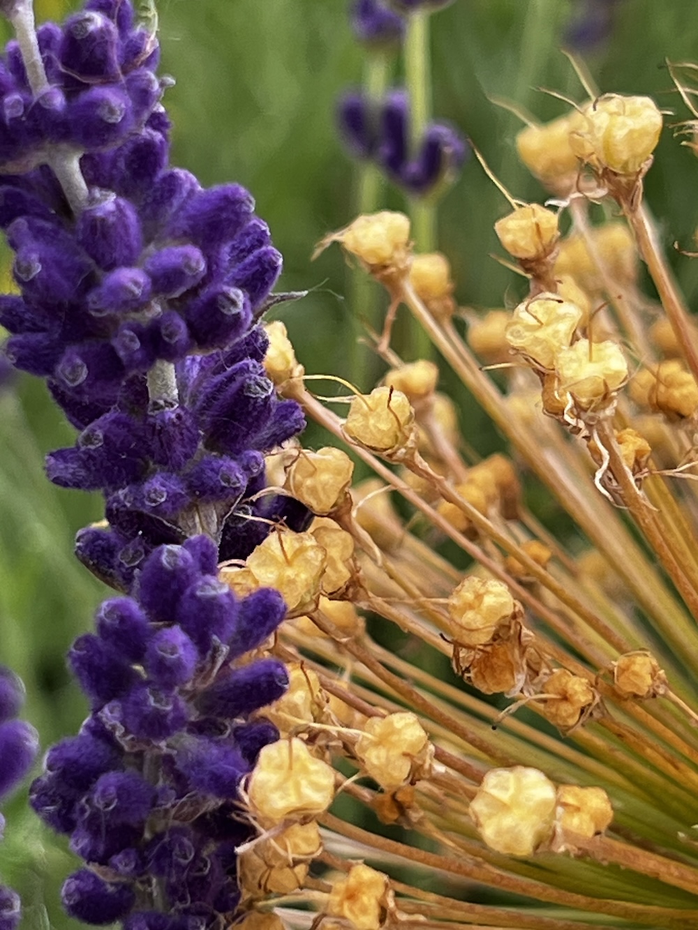 Lavender and Gold Flower