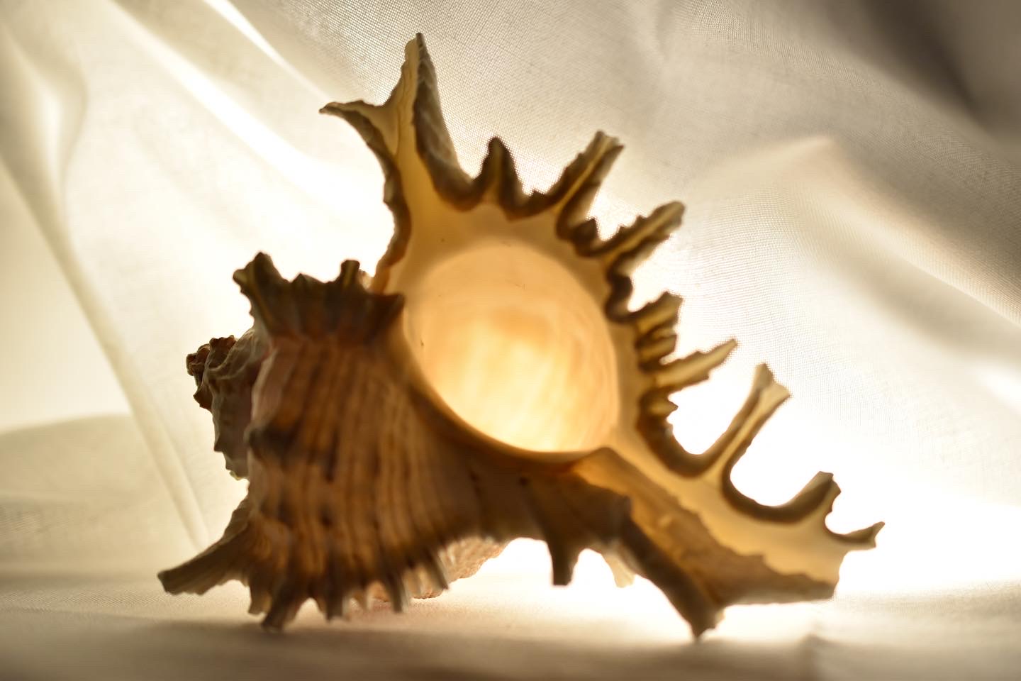 Center Backlit Shell