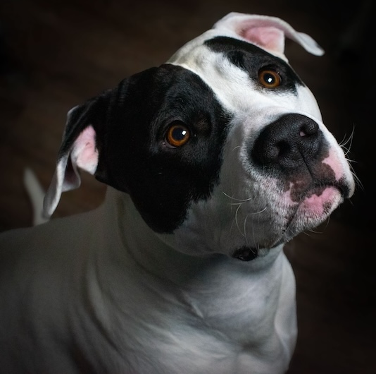 A Dog Looking Up