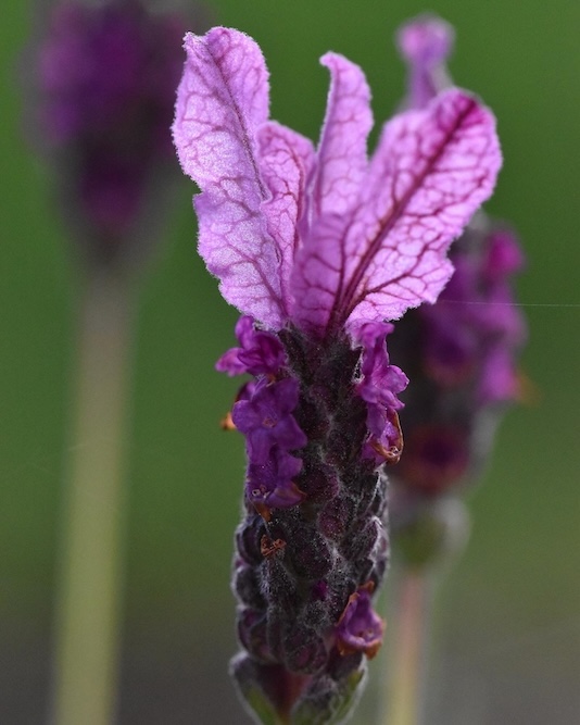 Purple lavender against a dark green background