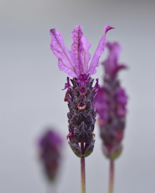 Purple lavender against a light grey background