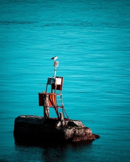 Bird on buoy against a turquoise ocean