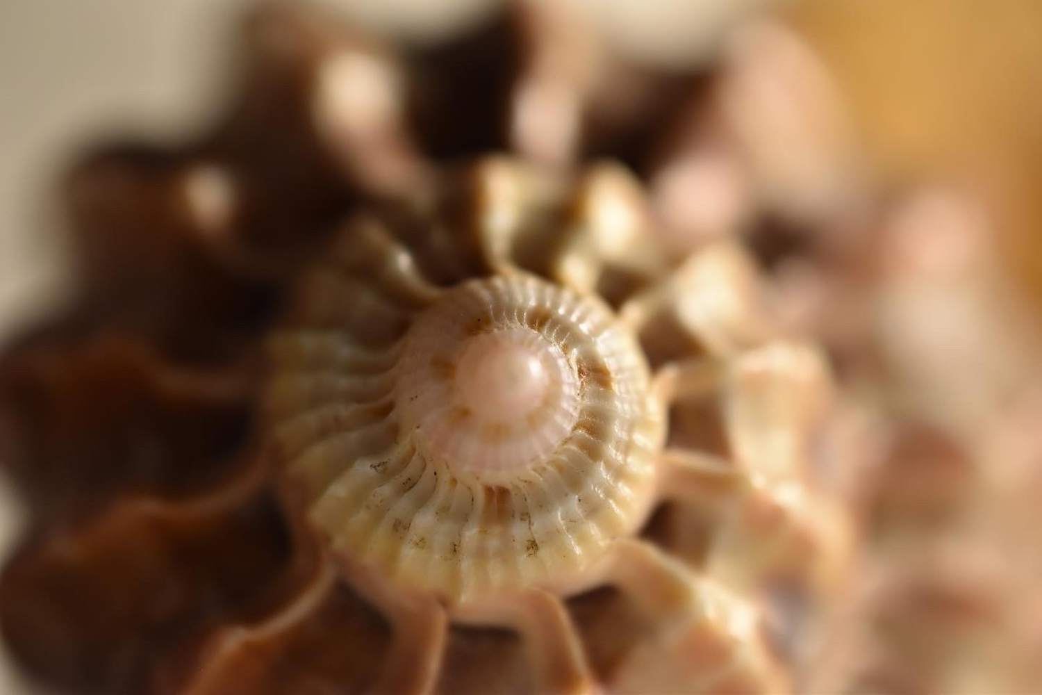 Center Spiral Shell